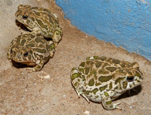 Best monsoon ever this year. So many frogs and toads and critters of all kinds. Our driveway is a popular spot because the porch light attracts lots of yummy insects.