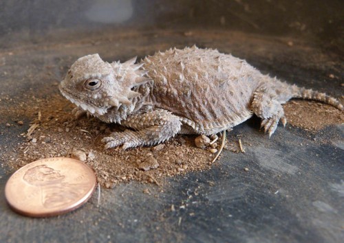 This has got to be the offspring of an adult regal horned lizard I've seen in my yard in previous years. I am so honored. I keep my water stations clean and they love it.