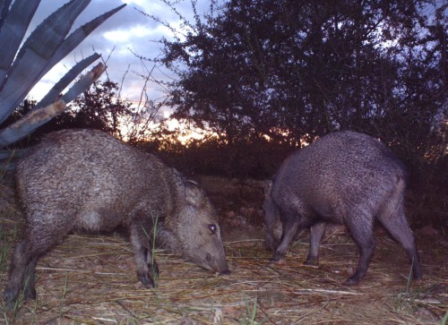 The birdcam picked up these javelinas too. Nobody really wants them in their yards though because they can be aggressive.