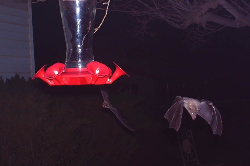 I borrowed my customer's birdcam and got the best pictures of the Mexican longnosed bats since I've been here.
