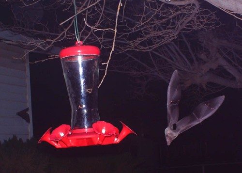 I wasn't able to record their acrobatics as well with my camera as well as the birdcam does.