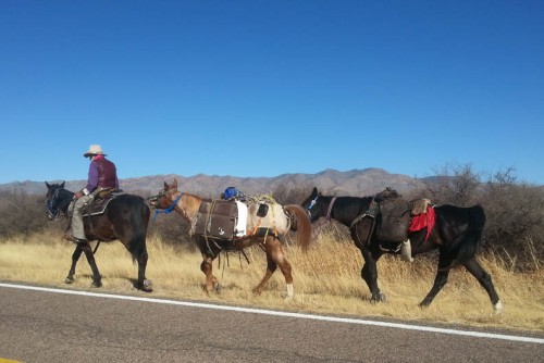 Saw this old cowboy traveling down Hereford Rd. with his packhorses.