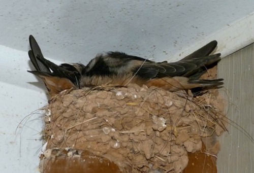 The swallows came as they always do and had two broods on the porch light. The juveniles like to snuggle as long as they can, until they're almost full grown.