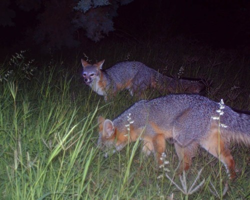 What's better than an elegant little gray fox? Two of them.